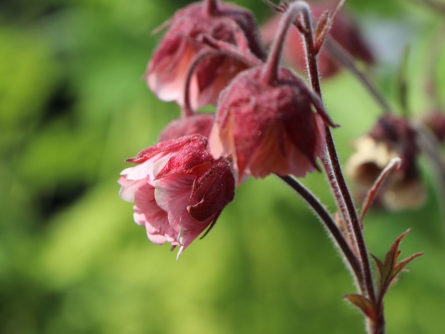 Bach-Nelkenwurz 'Pink Frills' - Geum rivale 'Pink Frills'