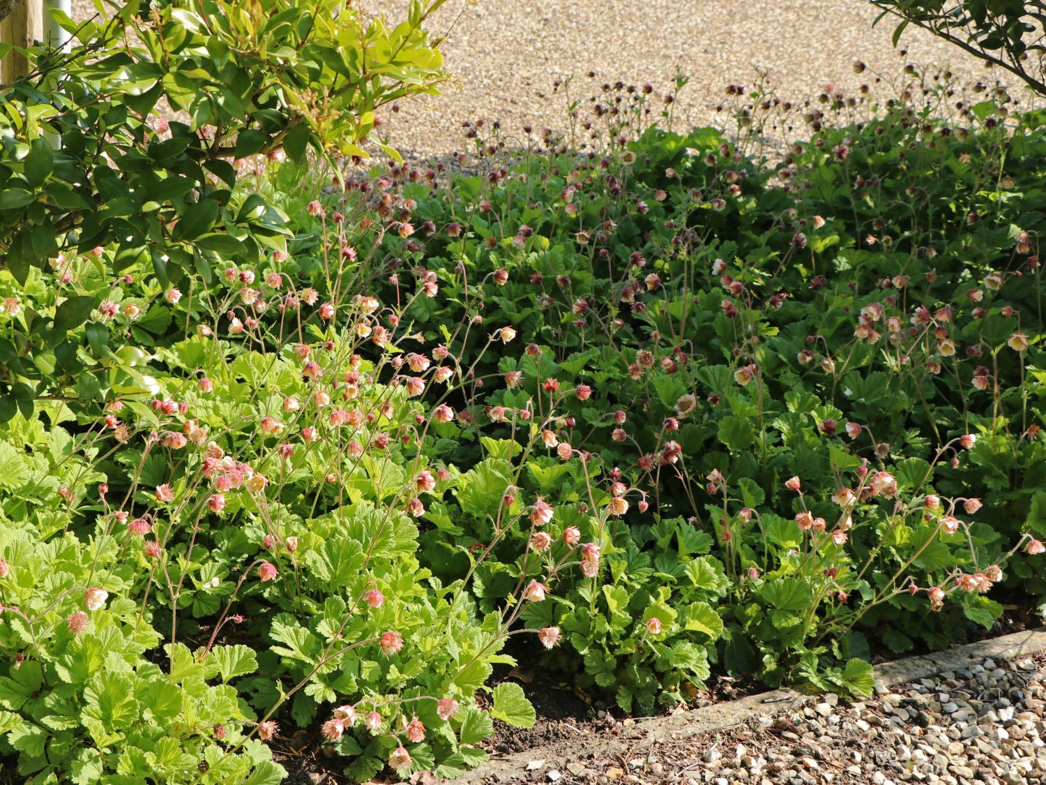 Bach-Nelkenwurz 'Pink Frills' - Geum rivale 'Pink Frills'