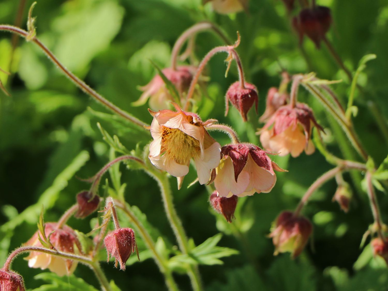 Bach-Nelkenwurz 'Pink Frills' - Geum rivale 'Pink Frills'