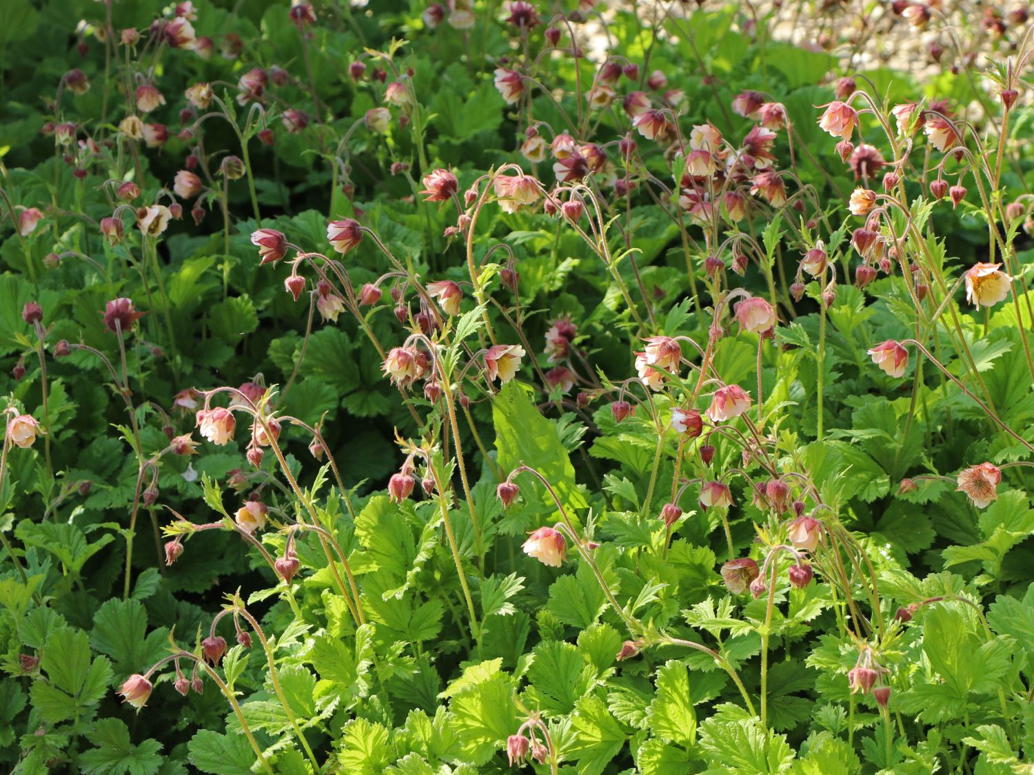Bach-Nelkenwurz 'Pink Frills' - Geum rivale 'Pink Frills'