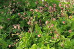 Bach-Nelkenwurz 'Pink Frills' - Geum rivale 'Pink Frills'