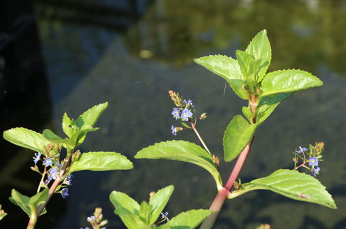 Bachbunge / Bach-Ehrenpreis - Veronica beccabunga