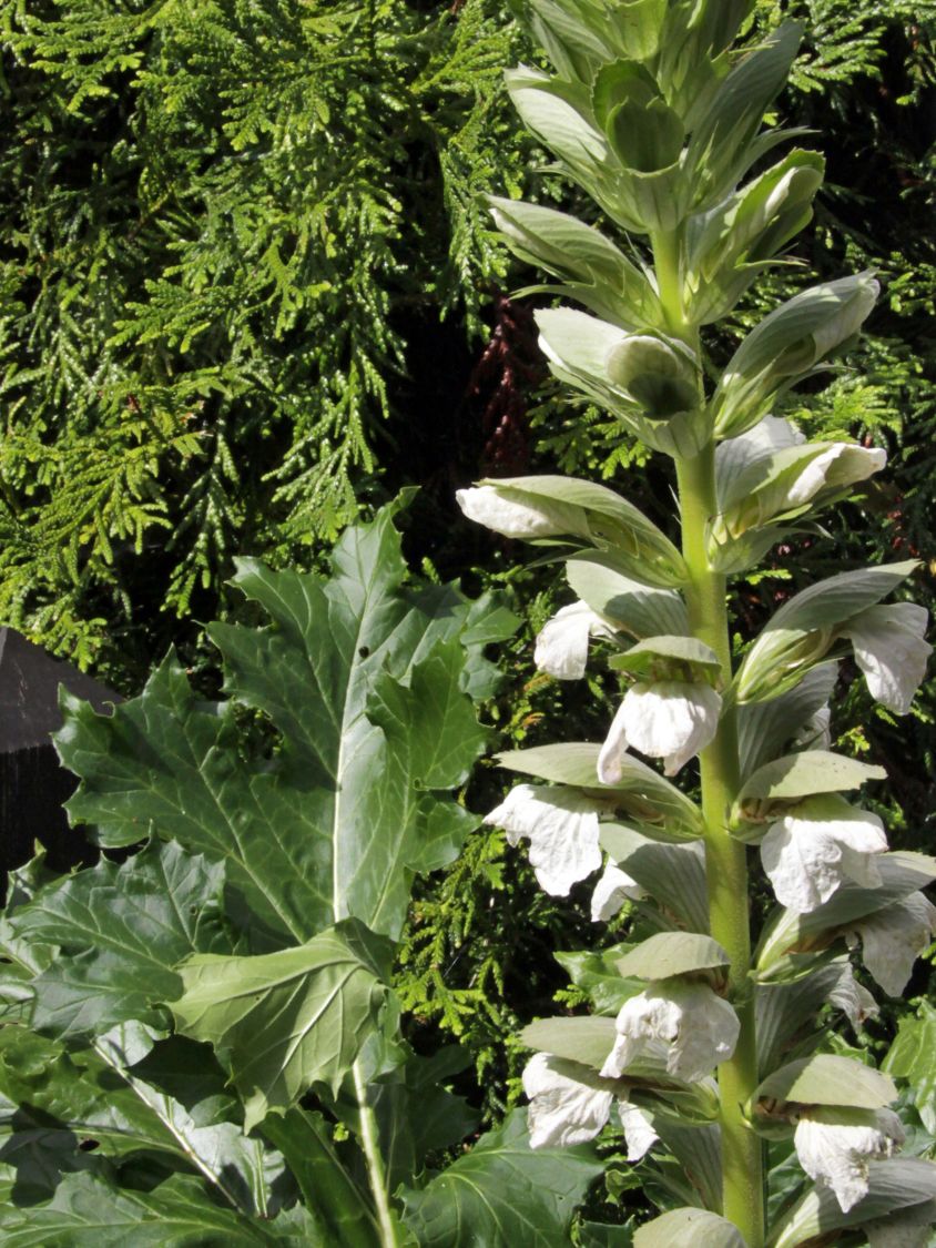 Bärenklau 'Rue Ledan' - Acanthus mollis 'Rue Ledan'