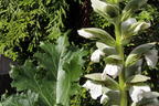 Bärenklau 'Rue Ledan' - Acanthus mollis 'Rue Ledan'