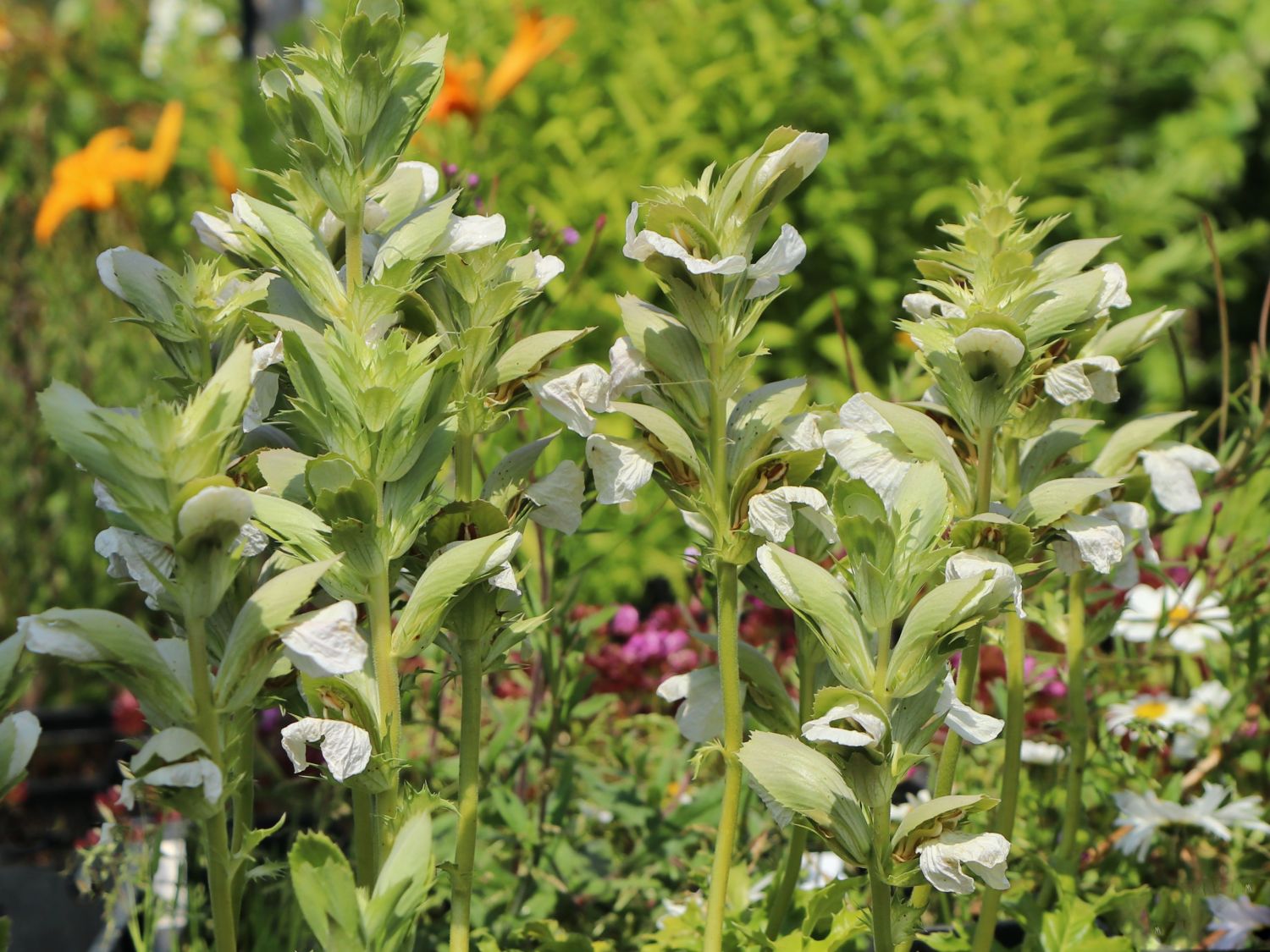 Bärenklau 'Rue Ledan' - Acanthus mollis 'Rue Ledan'