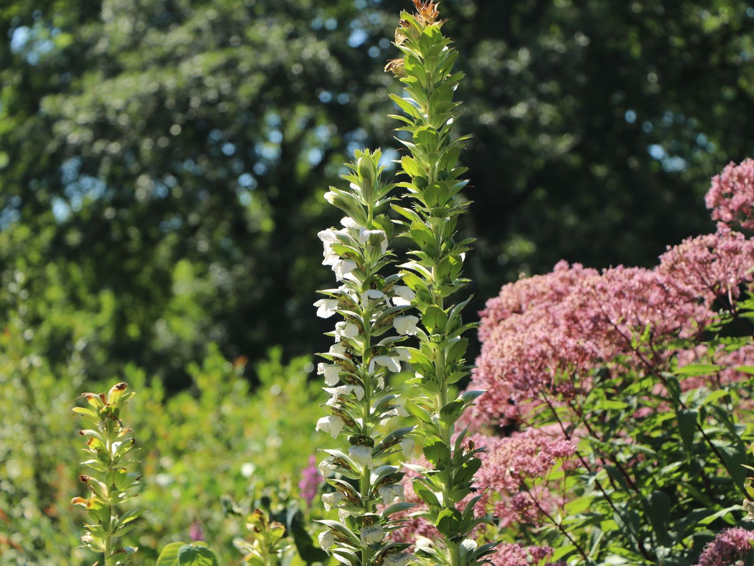 Bärenklau 'Rue Ledan' - Acanthus mollis 'Rue Ledan'