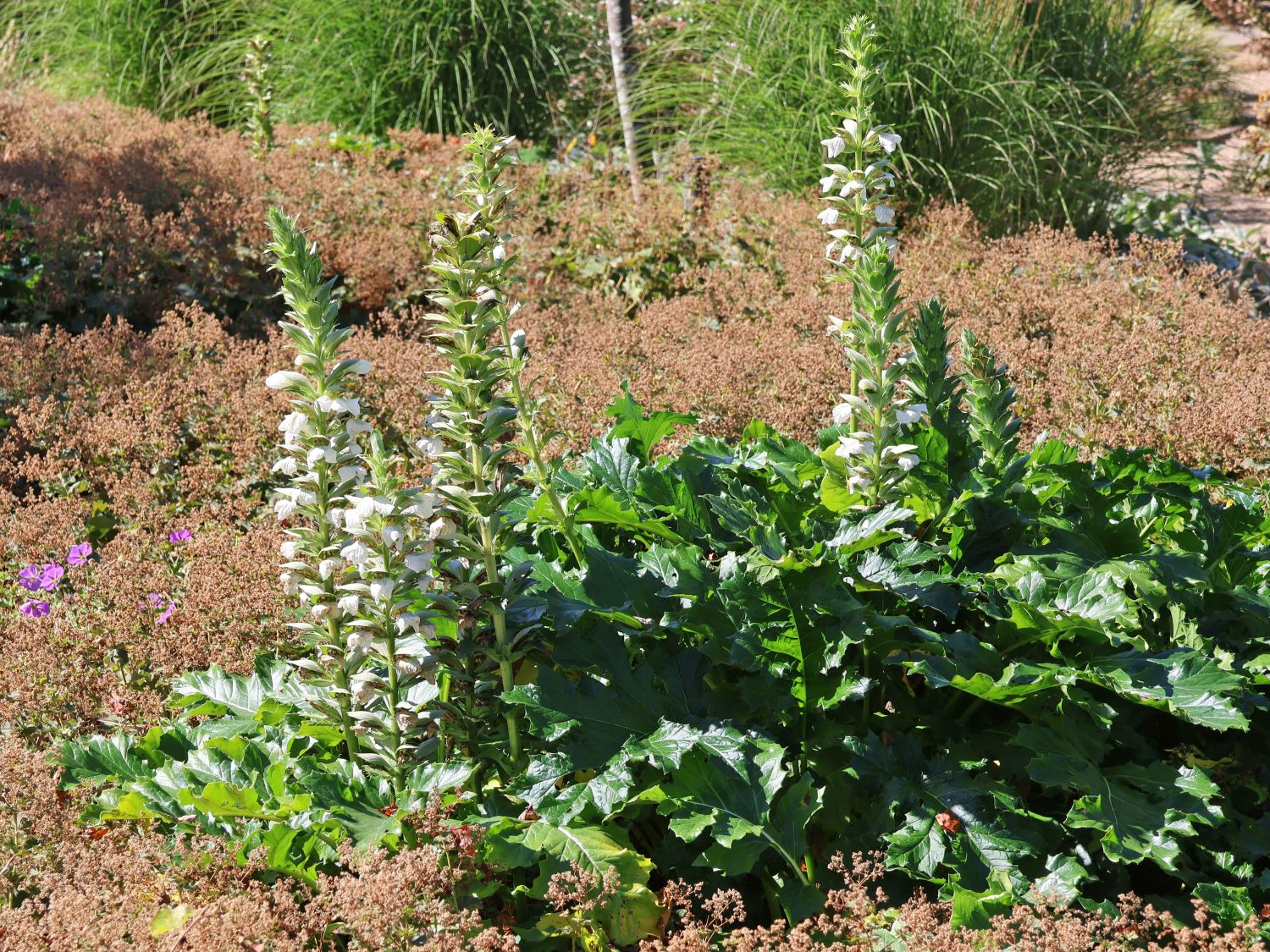 Bärenklau 'Rue Ledan' - Acanthus mollis 'Rue Ledan'