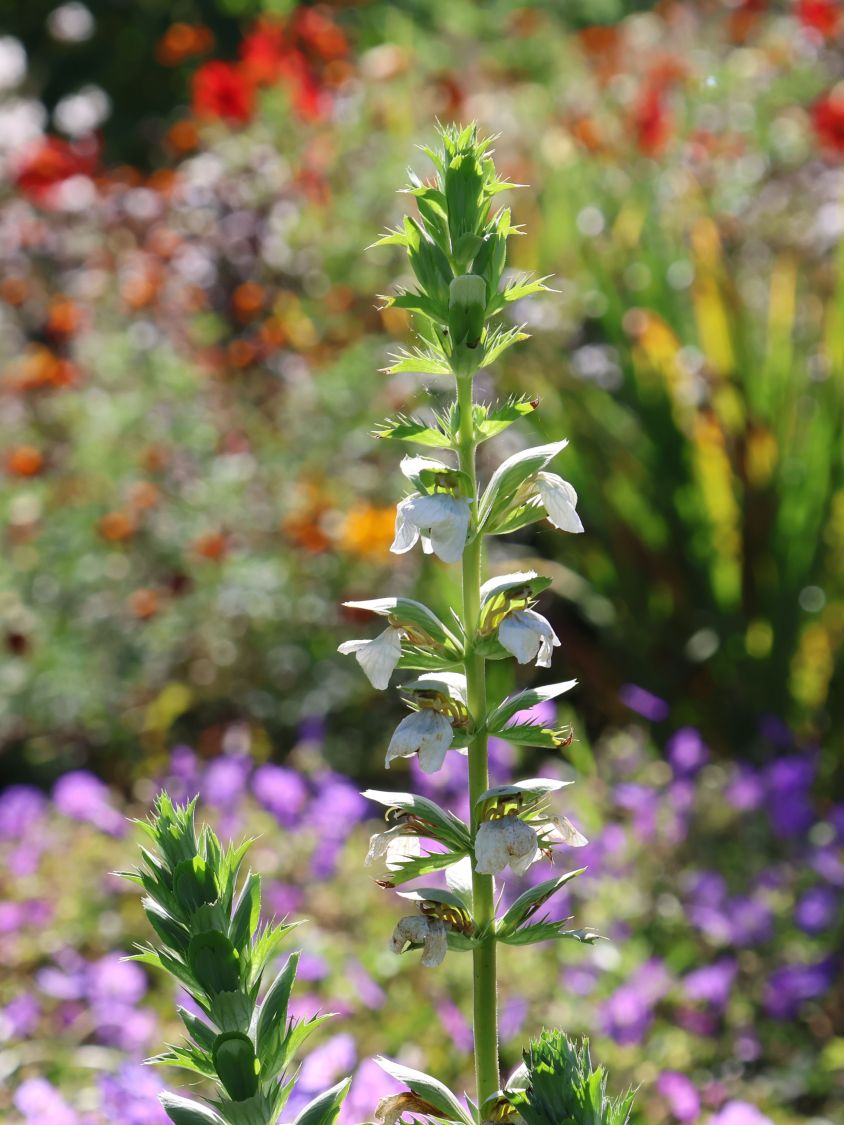 Bärenklau 'Rue Ledan' - Acanthus mollis 'Rue Ledan'