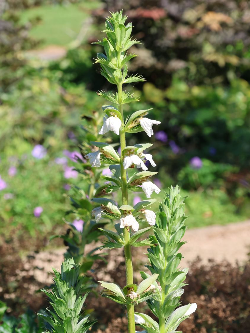 Bärenklau 'Rue Ledan' - Acanthus mollis 'Rue Ledan'