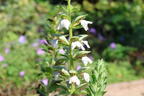 Bärenklau 'Rue Ledan' - Acanthus mollis 'Rue Ledan'