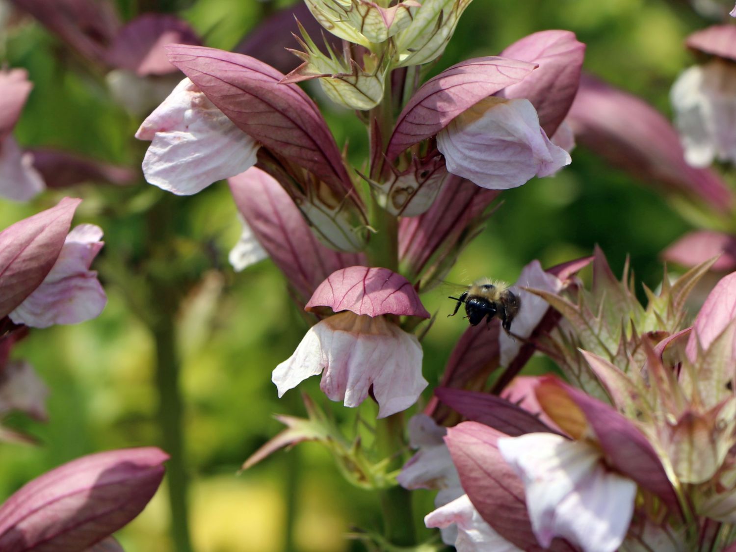 Balkan-Bärenklau 'White Lips' - Acanthus hungaricus 'White Lips'