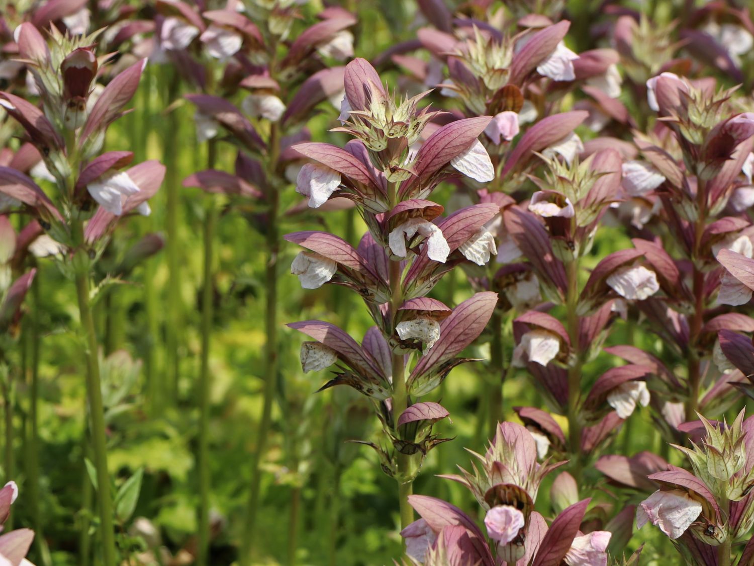 Balkan-Bärenklau 'White Lips' - Acanthus hungaricus 'White Lips'