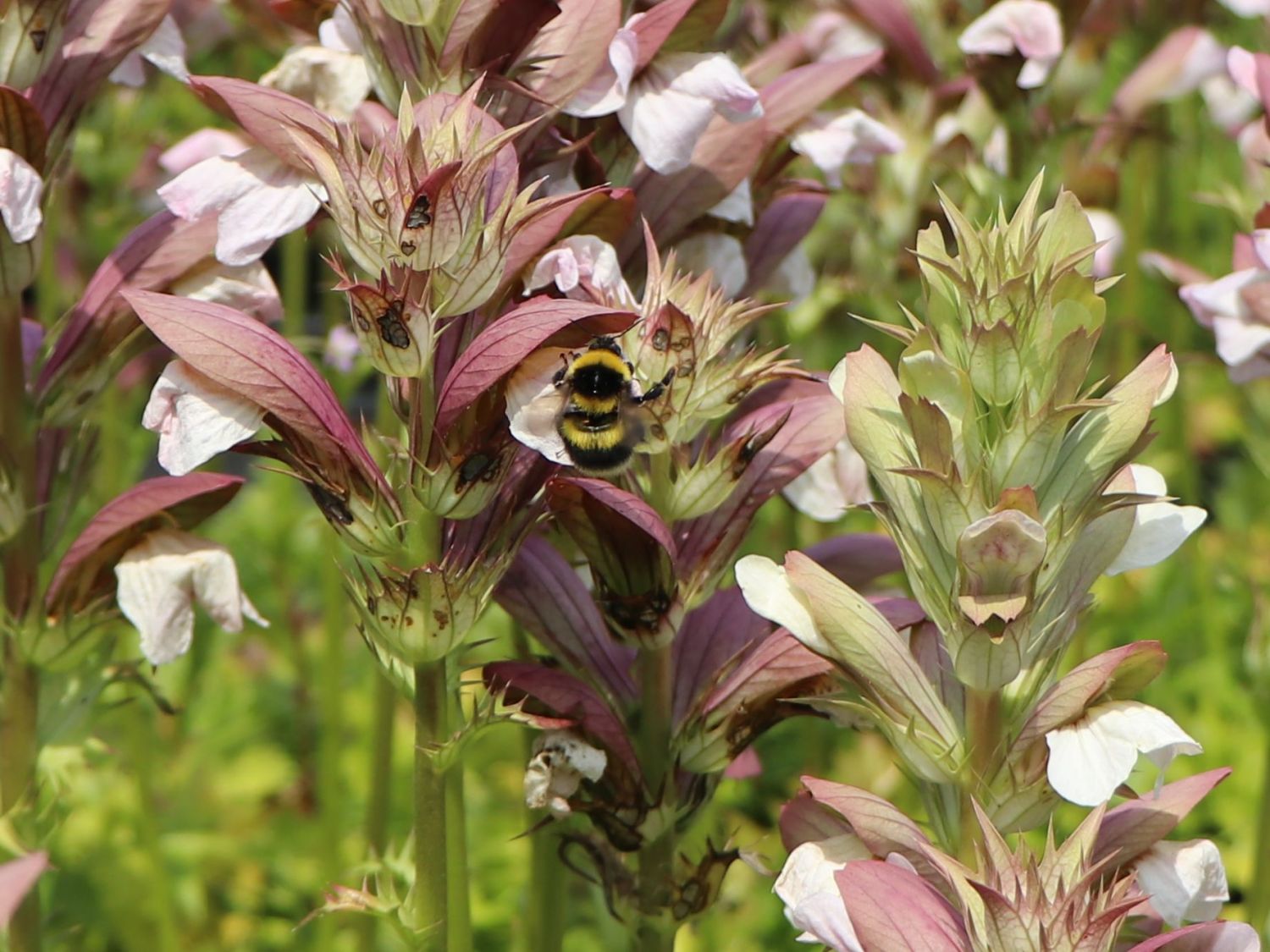 Balkan-Bärenklau 'White Lips' - Acanthus hungaricus 'White Lips'