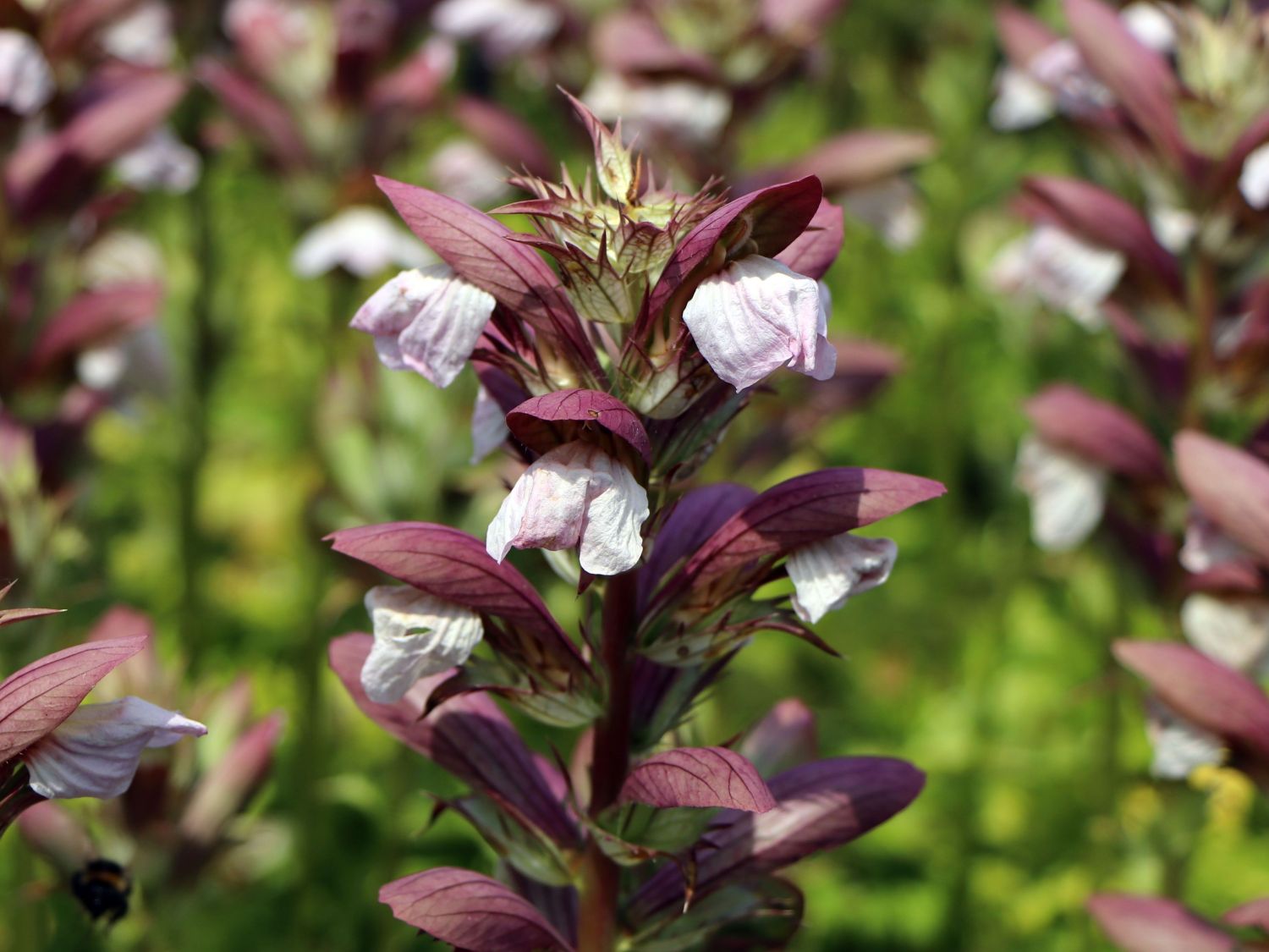 Balkan-Bärenklau 'White Lips' - Acanthus hungaricus 'White Lips'