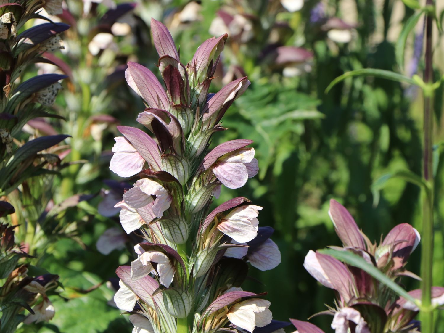 Balkan-Bärentatze - Acanthus hungaricus