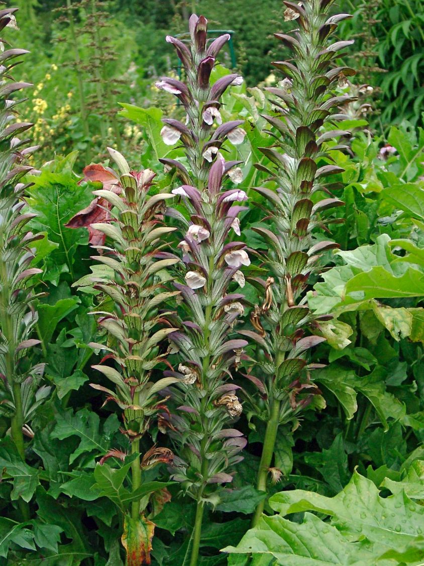 BalkanBärentatze (Acanthus hungaricus) für Deinen Garten!