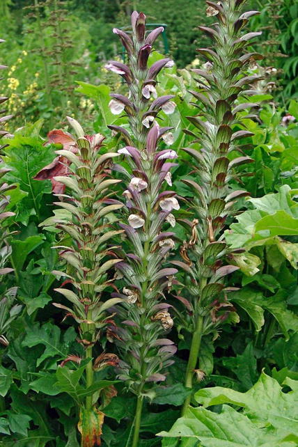 BalkanBärentatze (Acanthus hungaricus) für Deinen Garten!