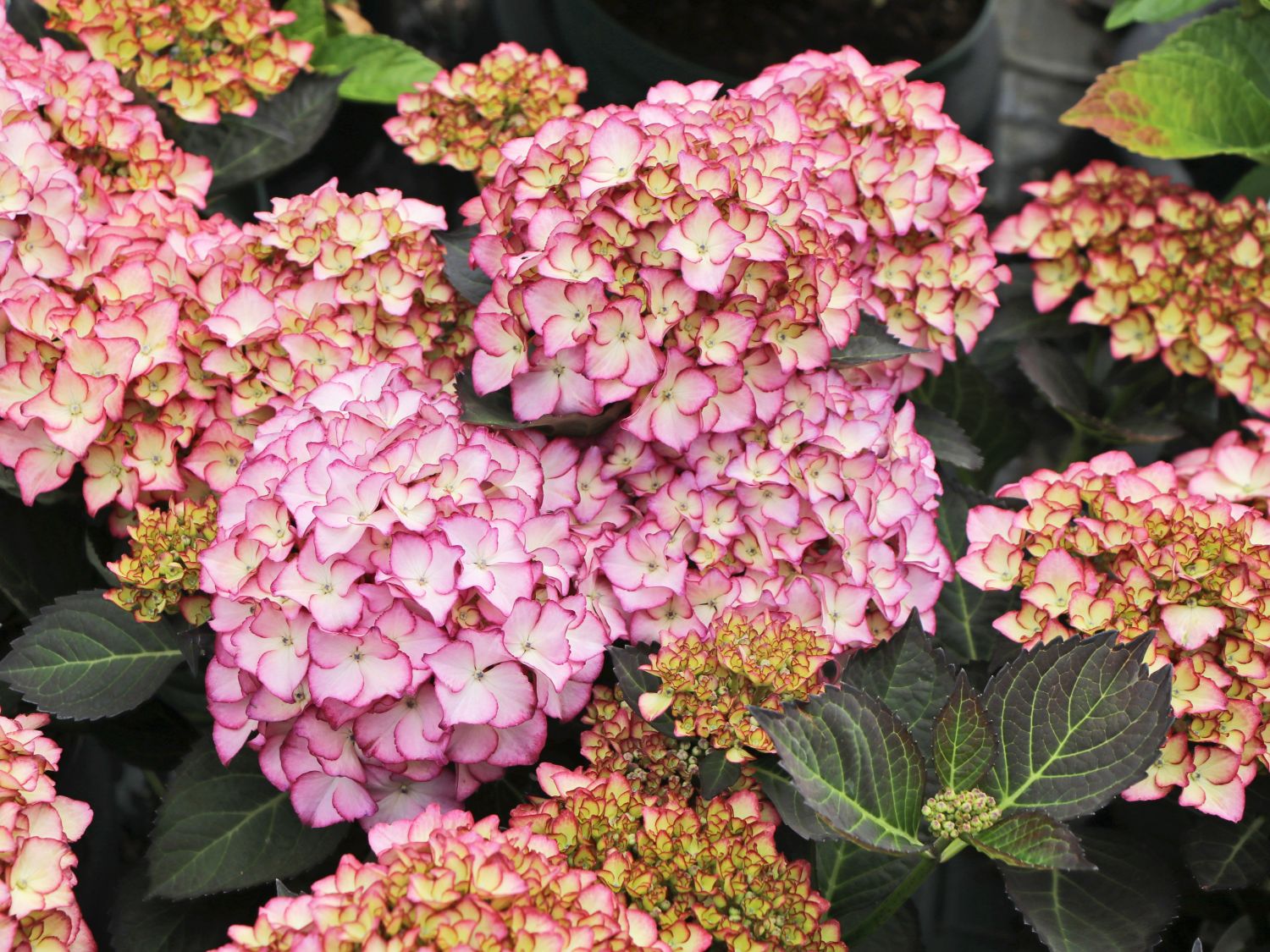 Ballhortensie 'Adula'