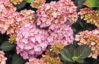 Ballhortensie 'Adula'