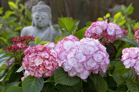Ballhortensie 'Angelika' - Hydrangea macrophylla 'Angelika'