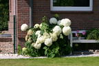 Ballhortensie 'Annabelle' - Hydrangea arborescens 'Annabelle'