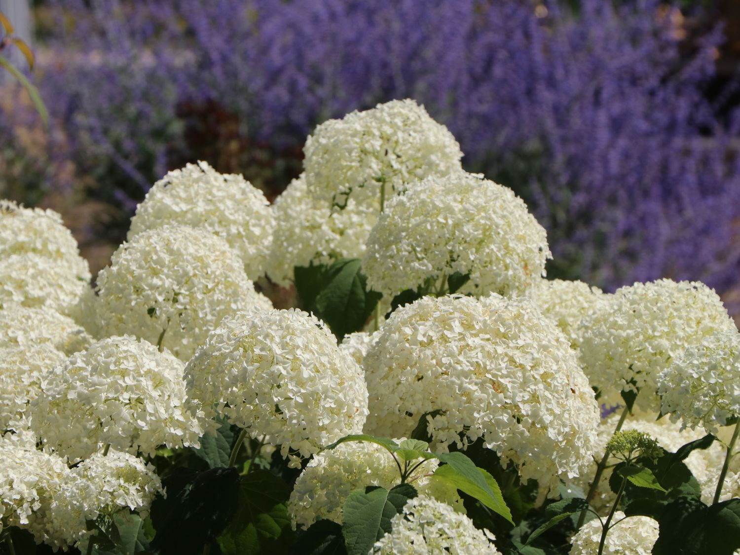Ballhortensie 'Annabelle' - Hydrangea arborescens 'Annabelle'