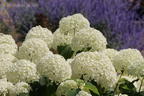 Ballhortensie 'Annabelle' - Hydrangea arborescens 'Annabelle'