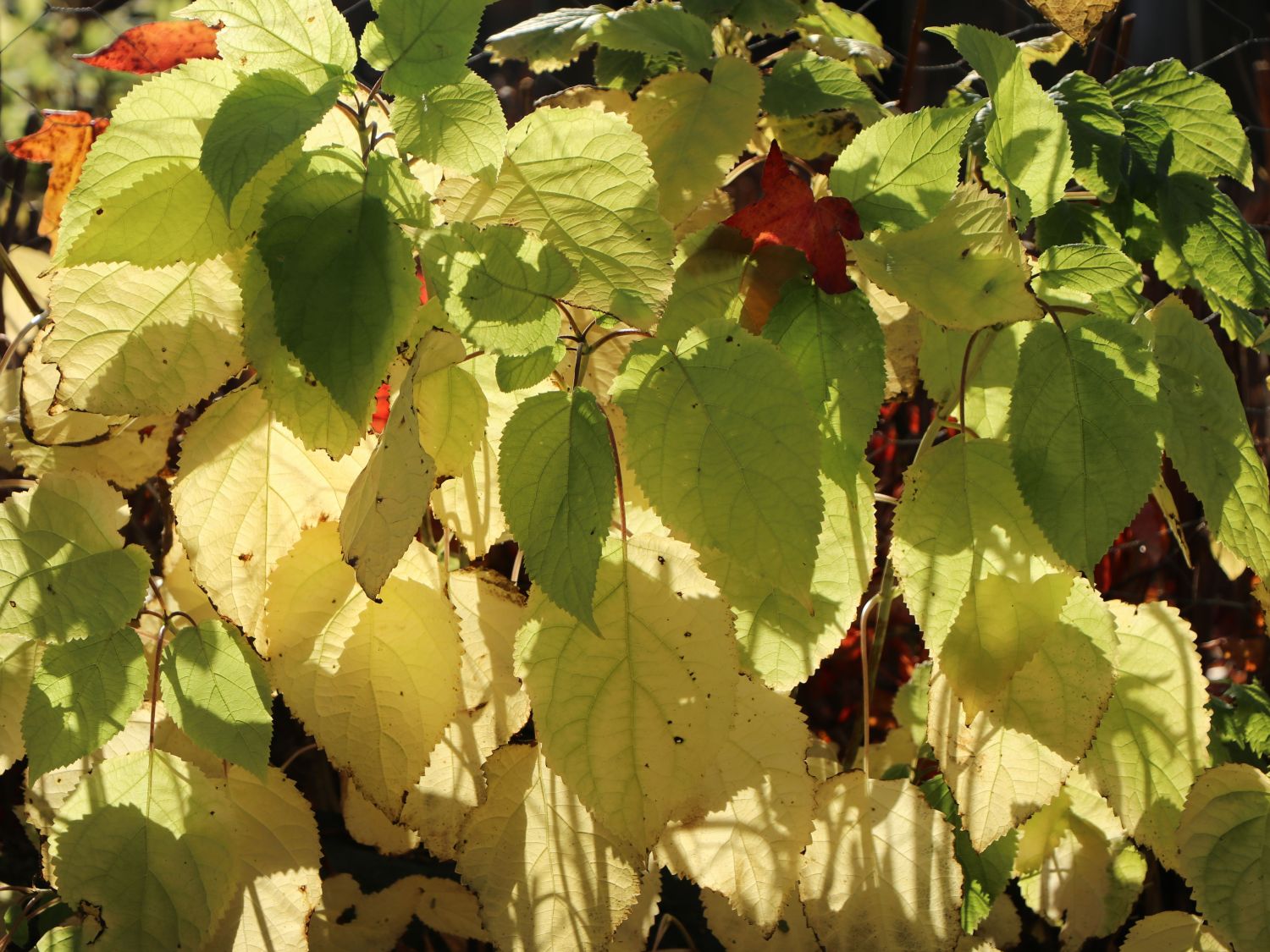 Ballhortensie 'Annabelle' - Hydrangea arborescens 'Annabelle'