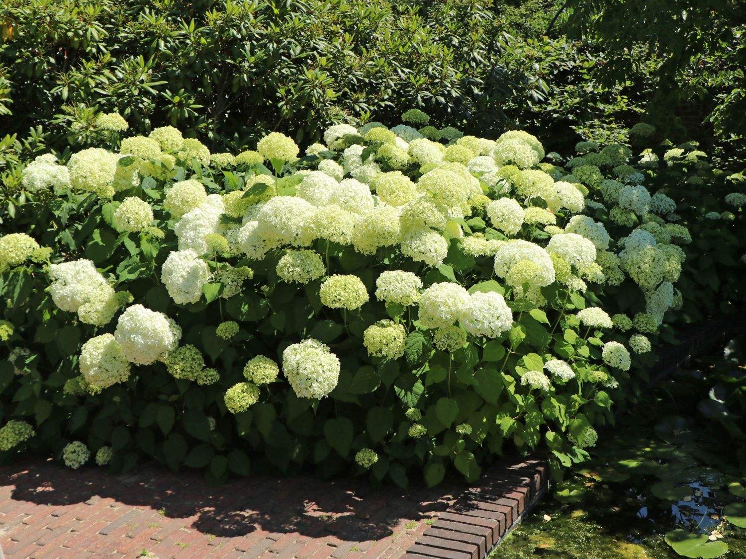 Ballhortensie 'Annabelle' - Hydrangea arborescens 'Annabelle'