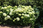 Ballhortensie 'Annabelle' - Hydrangea arborescens 'Annabelle'