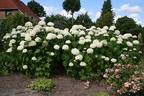 Ballhortensie 'Annabelle' - Hydrangea arborescens 'Annabelle'