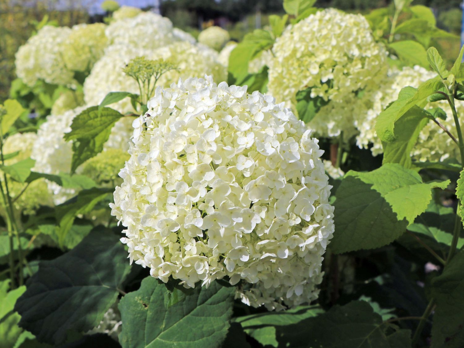 Ballhortensie 'Annabelle' - Hydrangea arborescens 'Annabelle'
