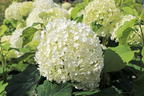 Ballhortensie 'Annabelle' - Hydrangea arborescens 'Annabelle'