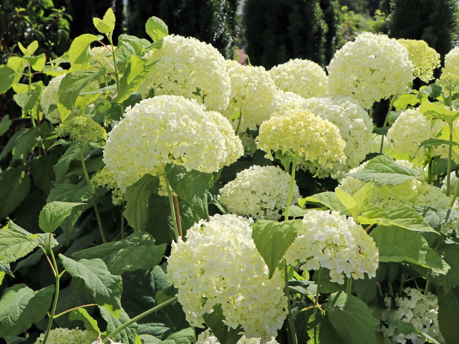 Ballhortensie 'Annabelle' - Hydrangea arborescens 'Annabelle'