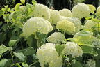 Ballhortensie 'Annabelle' - Hydrangea arborescens 'Annabelle'