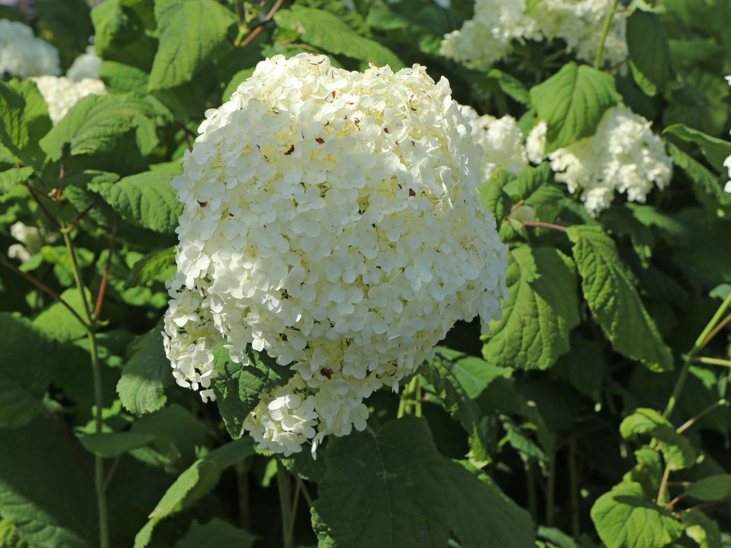 Ballhortensie 'Annabelle' - Hydrangea arborescens 'Annabelle'