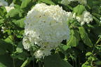 Ballhortensie 'Annabelle' - Hydrangea arborescens 'Annabelle'