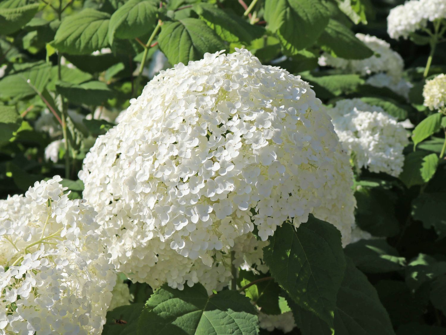 Ballhortensie 'Annabelle' - Hydrangea arborescens 'Annabelle'