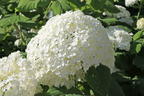 Ballhortensie 'Annabelle' - Hydrangea arborescens 'Annabelle'