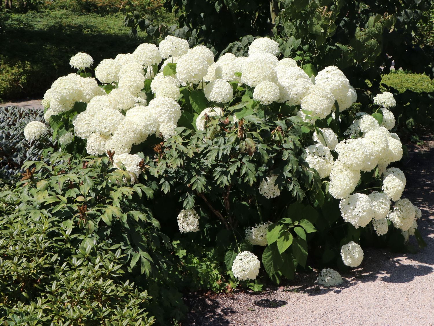 Ballhortensie 'Annabelle' - Hydrangea arborescens 'Annabelle'