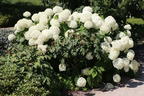 Ballhortensie 'Annabelle' - Hydrangea arborescens 'Annabelle'