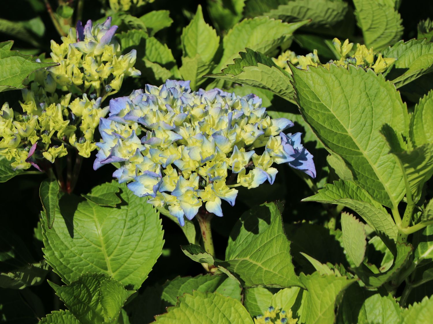 Ballhortensie 'Baby Blue ®' - Hydrangea macrophylla 'Baby Blue ®'