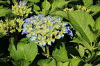 Ballhortensie 'Baby Blue ®' - Hydrangea macrophylla 'Baby Blue ®'