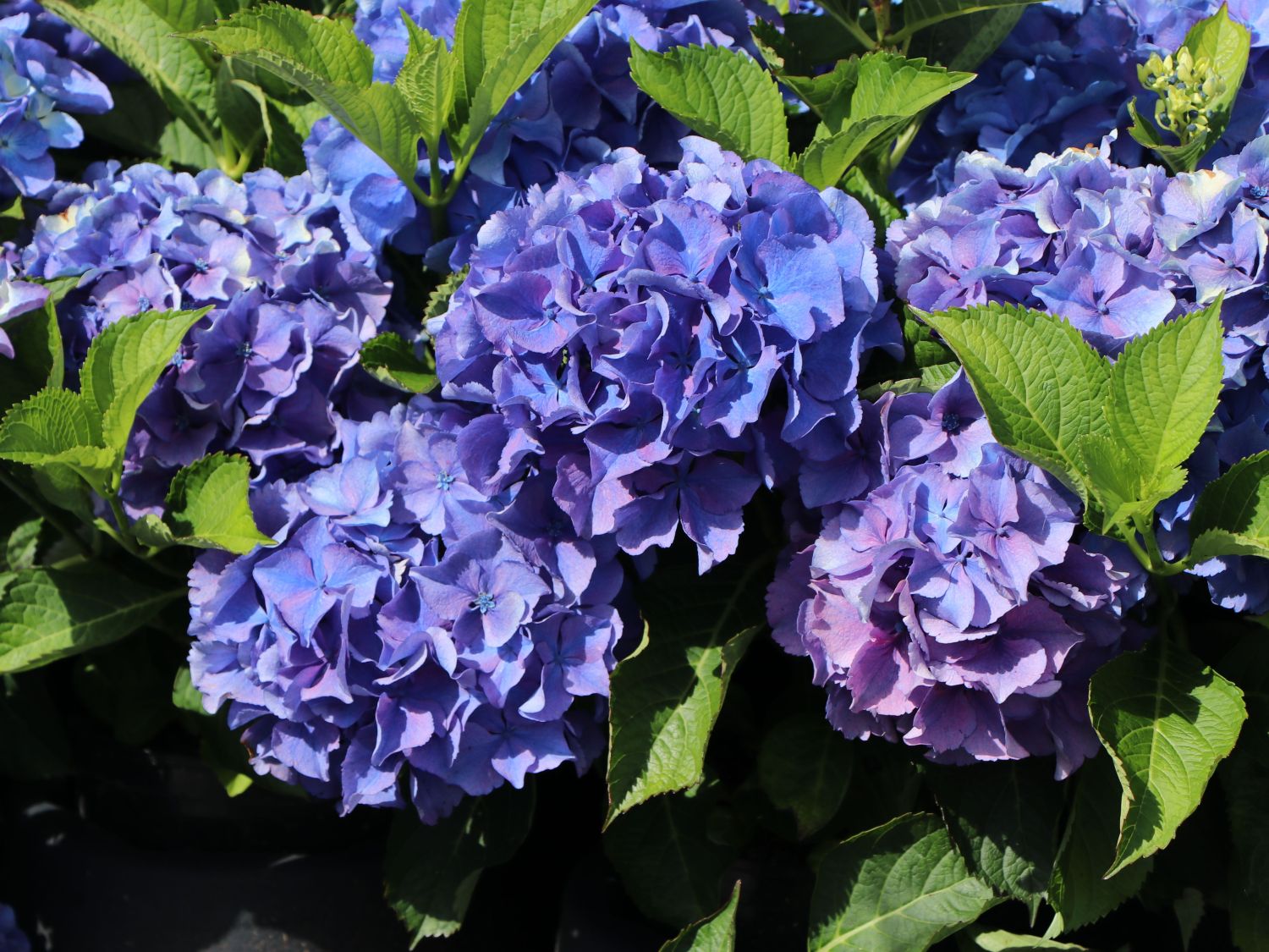 Ballhortensie 'Baby Blue ®' - Hydrangea macrophylla 'Baby Blue ®'