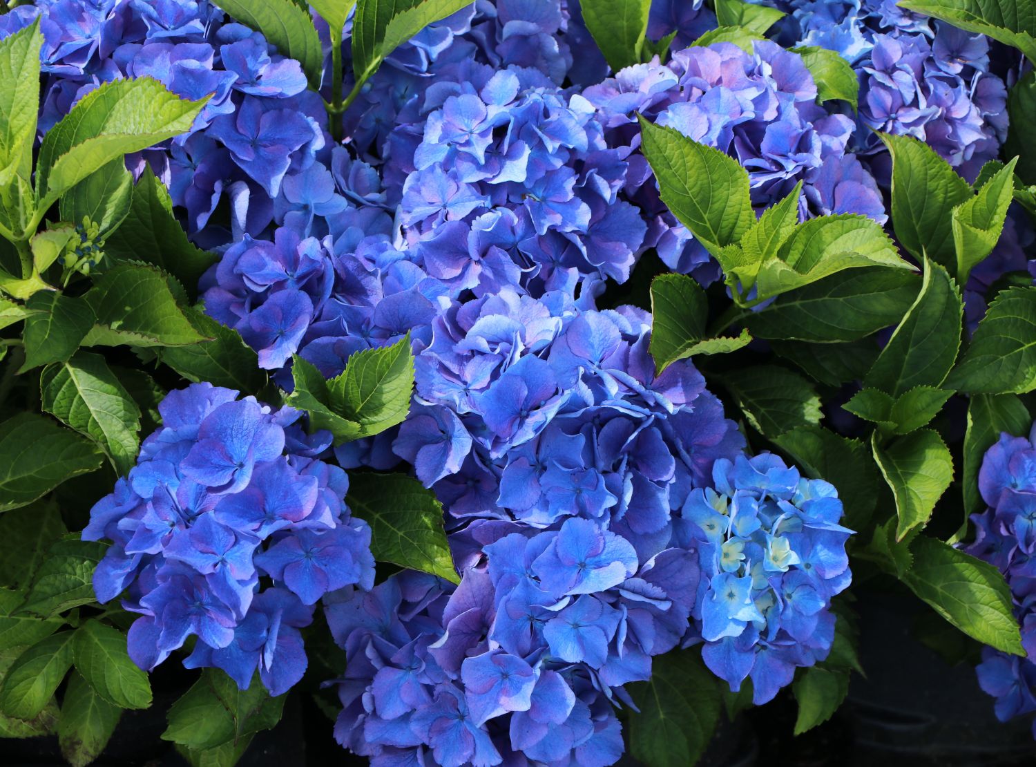 Ballhortensie 'Baby Blue ®' - Hydrangea macrophylla 'Baby Blue ®'