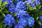 Ballhortensie 'Baby Blue ®' - Hydrangea macrophylla 'Baby Blue ®'