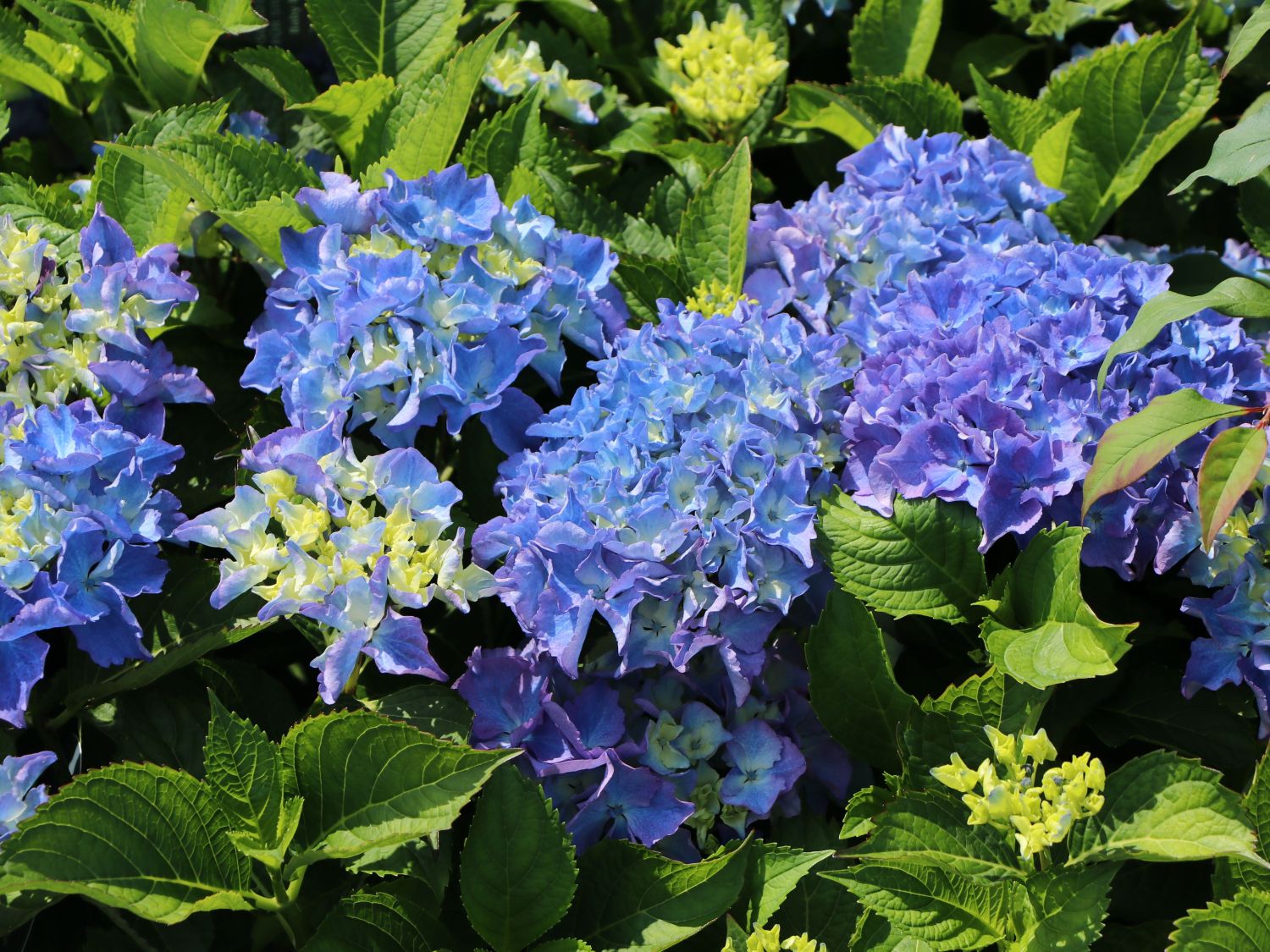 Ballhortensie 'Baby Blue ®' - Hydrangea macrophylla 'Baby Blue ®'
