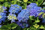 Ballhortensie 'Baby Blue ®' - Hydrangea macrophylla 'Baby Blue ®'