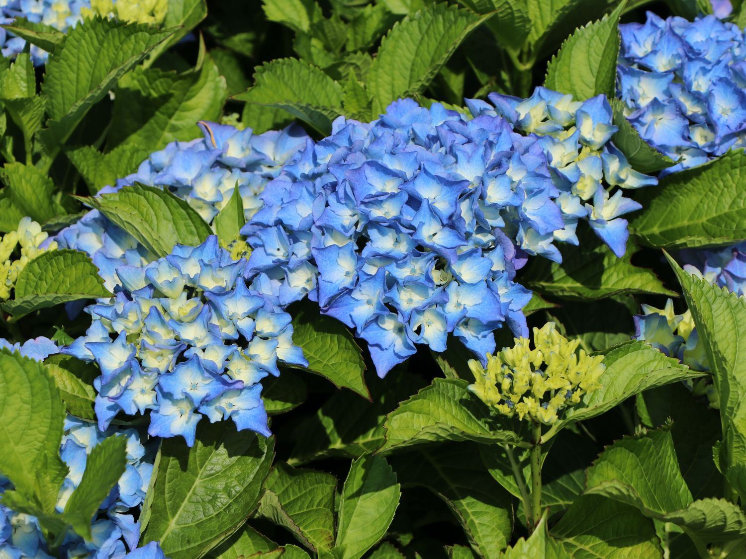 Ballhortensie 'Baby Blue ®' - Hydrangea macrophylla 'Baby Blue ®'