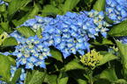 Ballhortensie 'Baby Blue ®' - Hydrangea macrophylla 'Baby Blue ®'